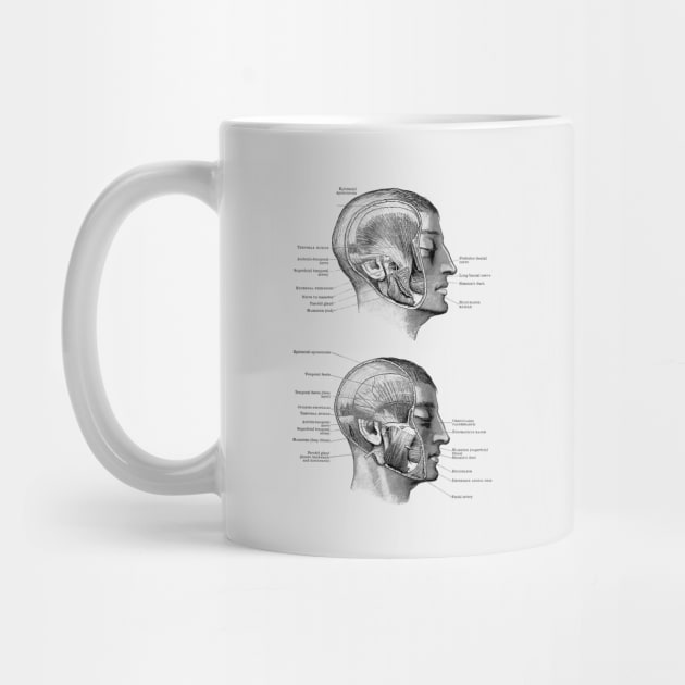 Face Muscular Diagram - Dual Side View by Vintage Anatomy Prints